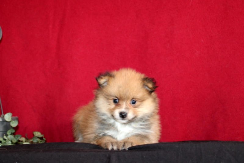 puppy, for, sale, Pomeranian, Matthew B. Stoltzfus, dog, breeder, Gap, PA, dog-breeder, puppy-for-sale, forsale, nearby, find, puppyfind, locator, puppylocator, aca